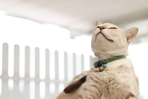 white-cat-scratches-neck-SW White cat in green collar scratches neck.