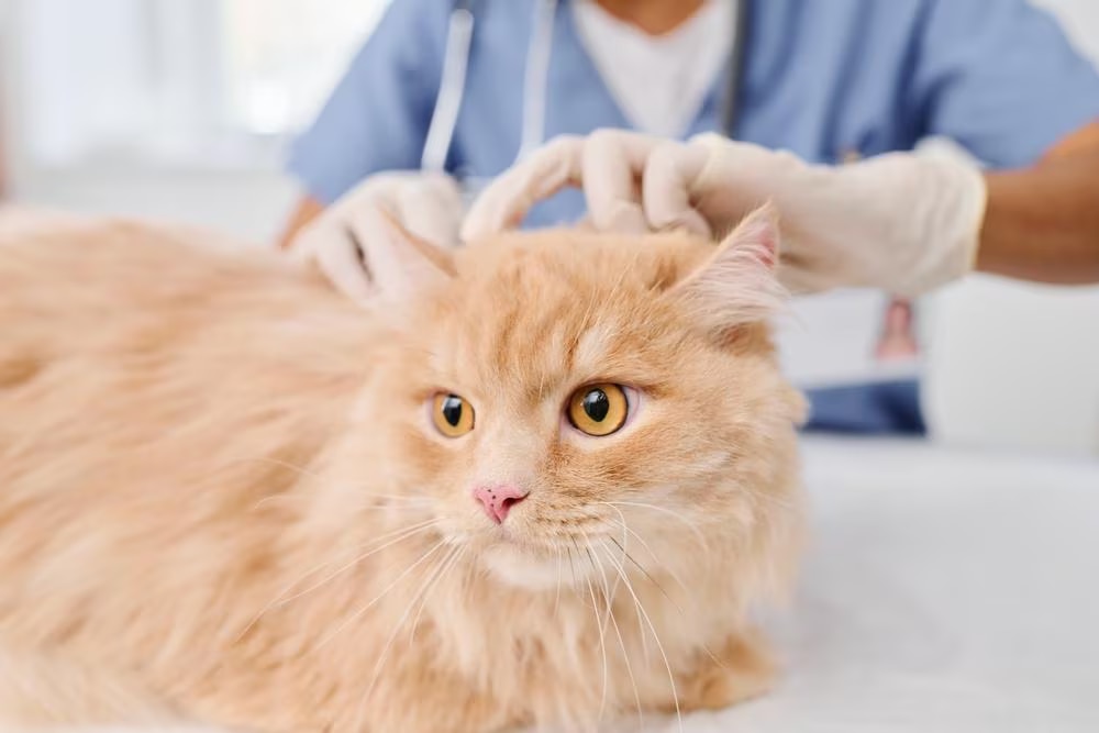 yellow-cat-at-vet yellow cat at the vet