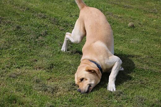 Labrador dog rubbing nose on yard.