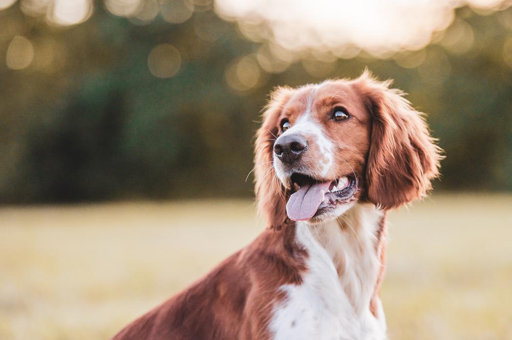 Dog in a park
