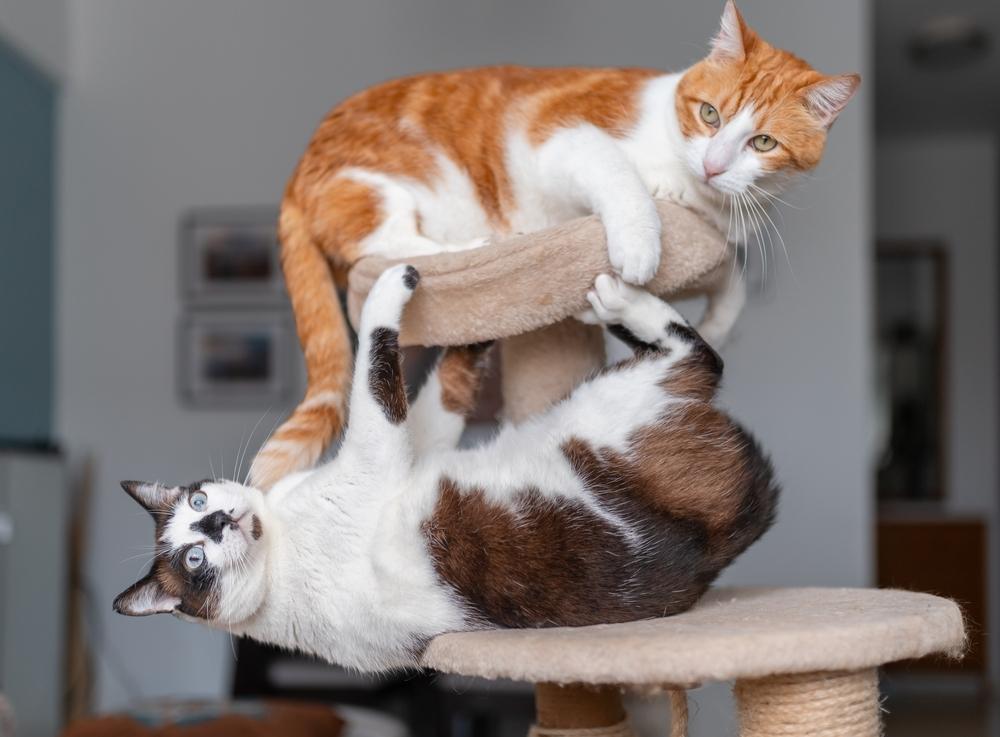 two-cats-playing Two cats playing